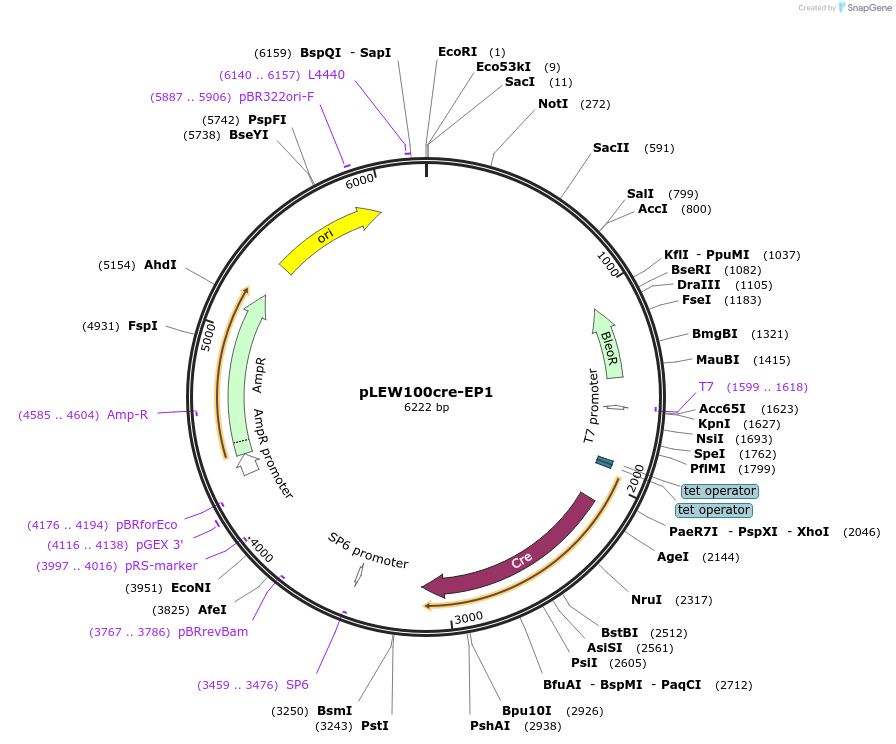33345-plasmid-map-sequence-id-39750