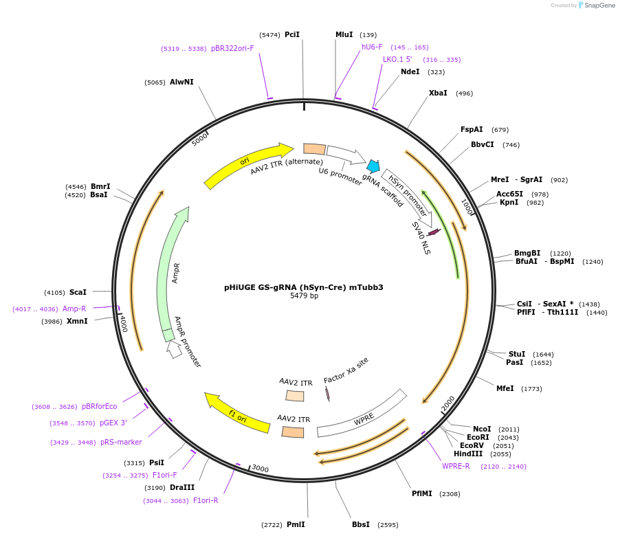 200369-plasmid-map-sequence-id-397514