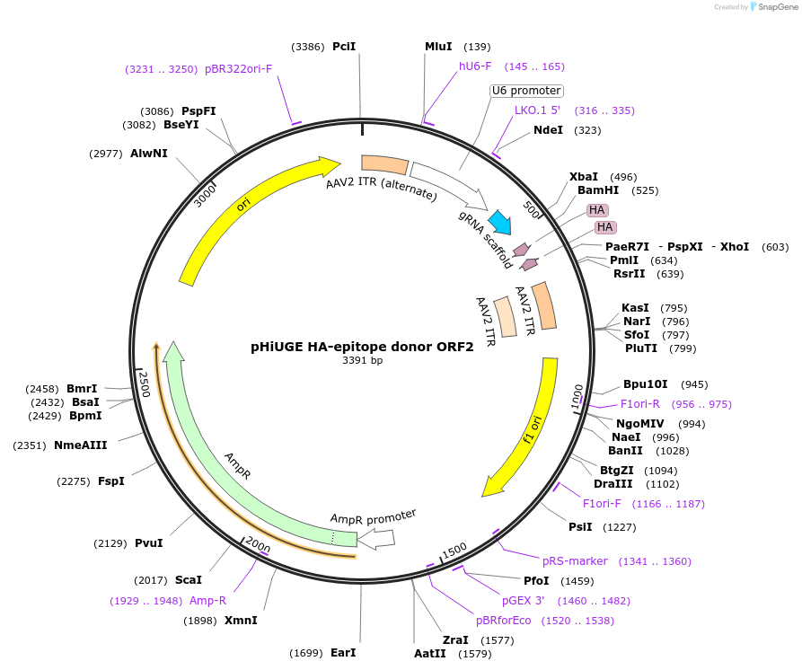 200373-plasmid-map-sequence-id-397520