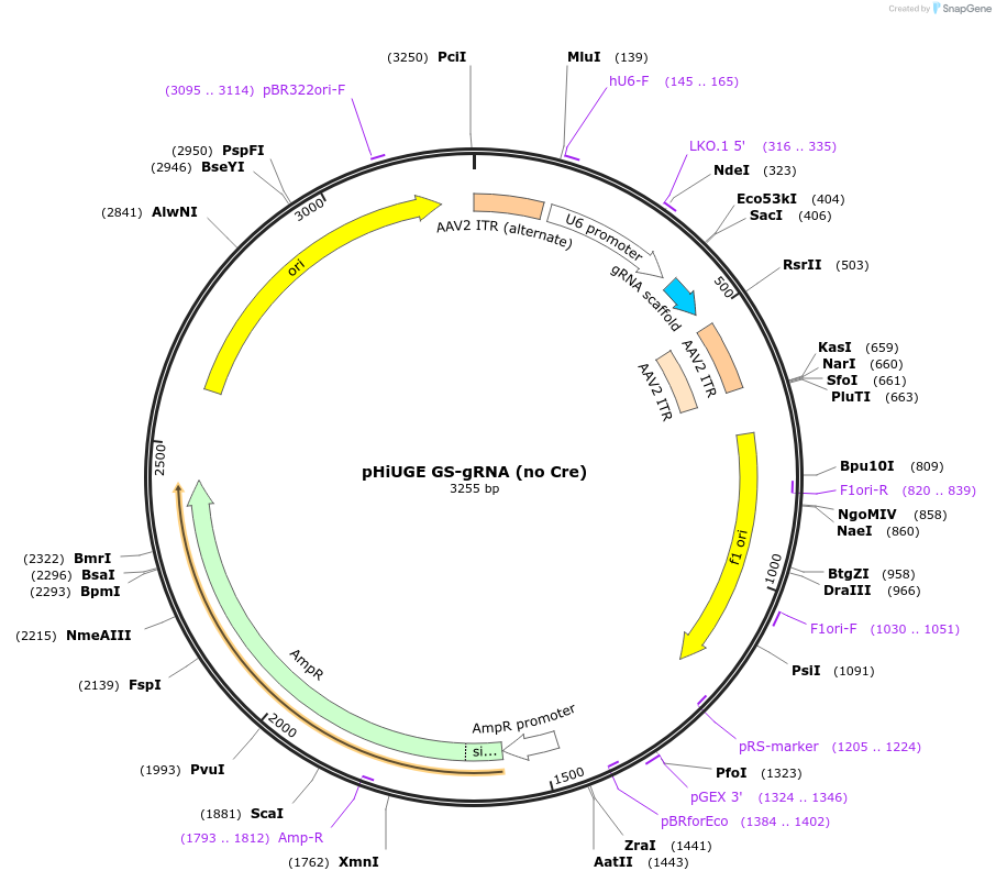 200370-plasmid-map-sequence-id-397524