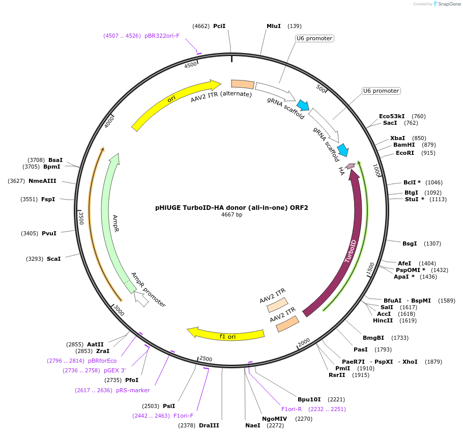 200385-plasmid-map-sequence-id-397528