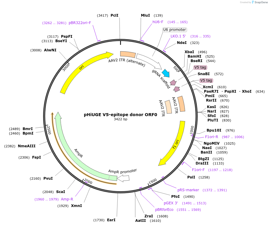 200377-plasmid-map-sequence-id-397531