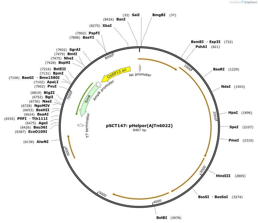 200851-plasmid-map-sequence-id-397541