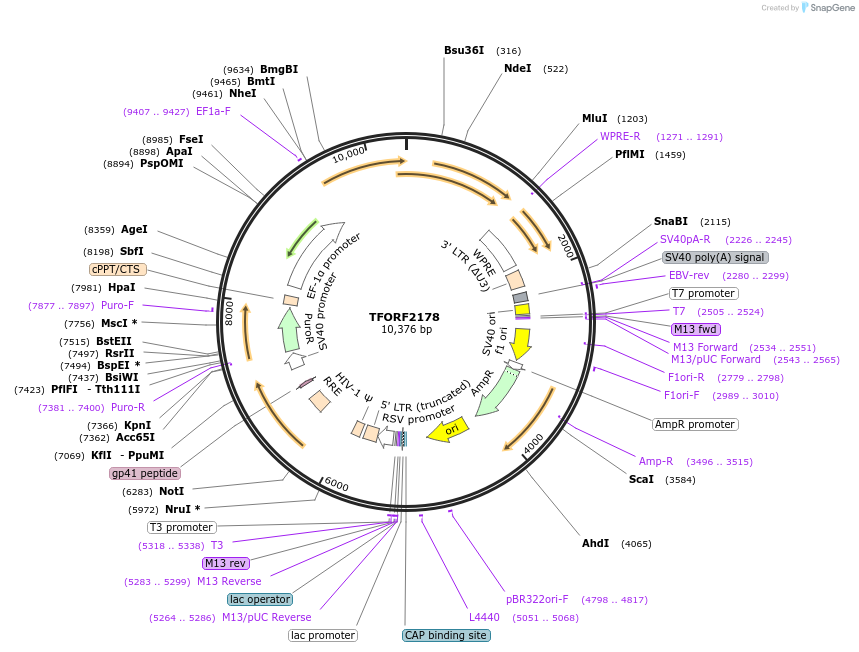 141956-plasmid-map-sequence-id-397543