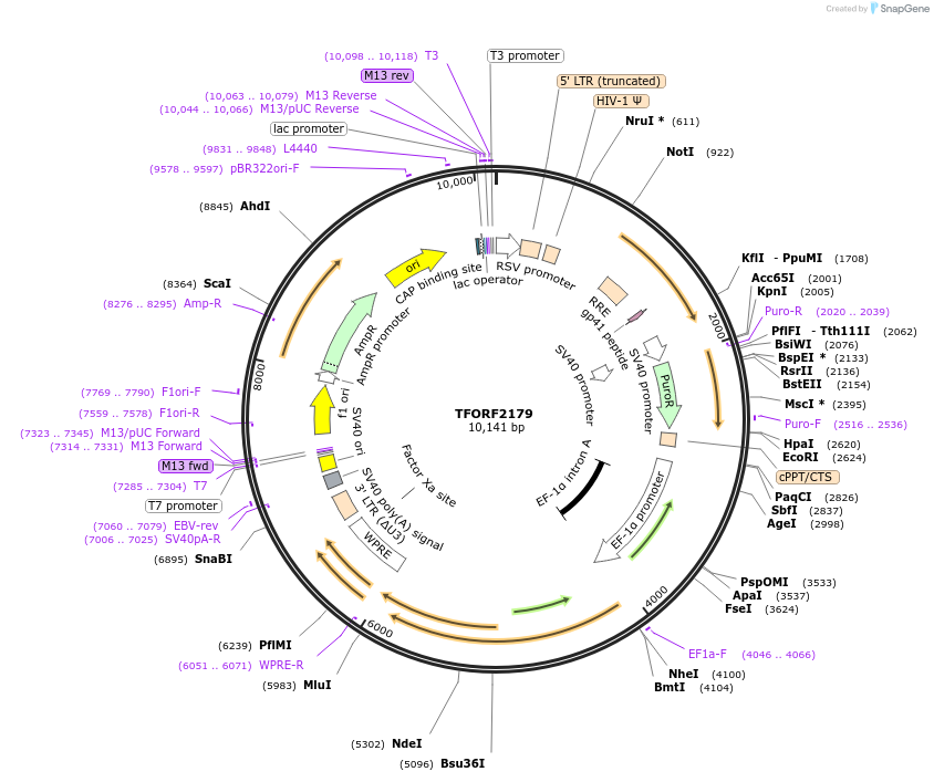 141957-plasmid-map-sequence-id-397544