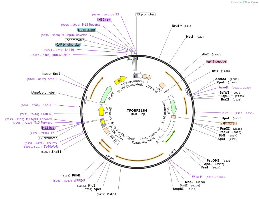 141959-plasmid-map-sequence-id-397545