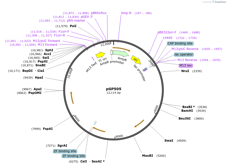 200511-plasmid-map-sequence-id-397566