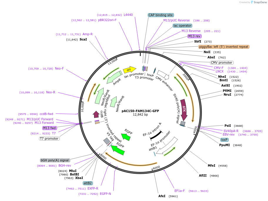 201932-plasmid-map-sequence-id-397574