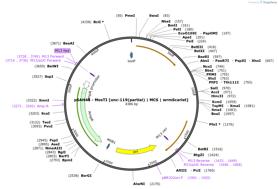 200365-plasmid-map-sequence-id-397588