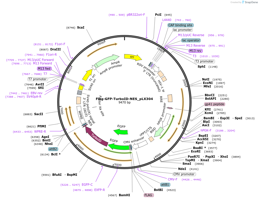 202019-plasmid-map-sequence-id-397591