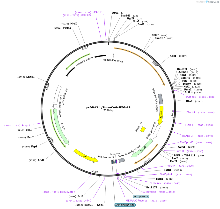 202607-plasmid-map-sequence-id-397597