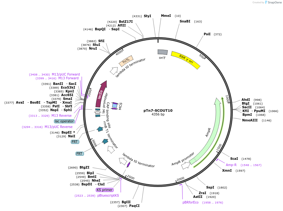 200989-plasmid-map-sequence-id-397606