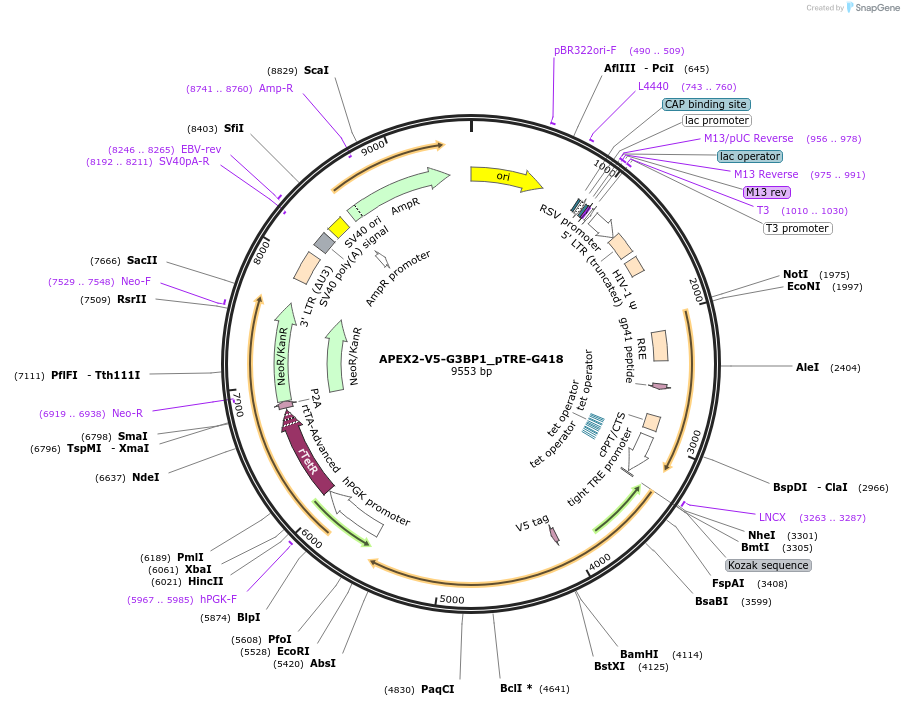 202013-plasmid-map-sequence-id-397607