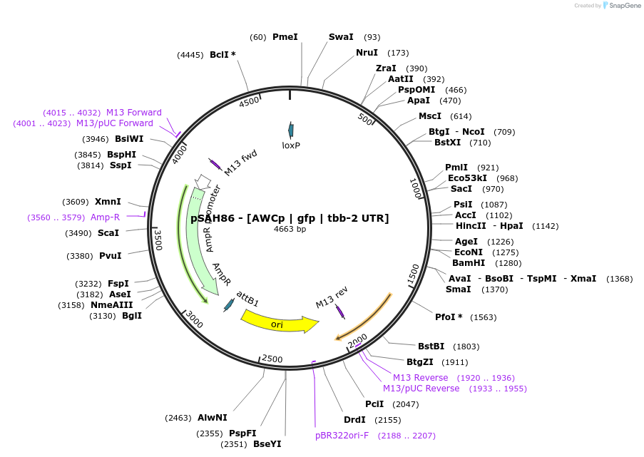 200360-plasmid-map-sequence-id-397618