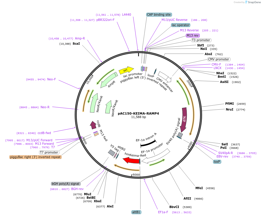 201929-plasmid-map-sequence-id-397638
