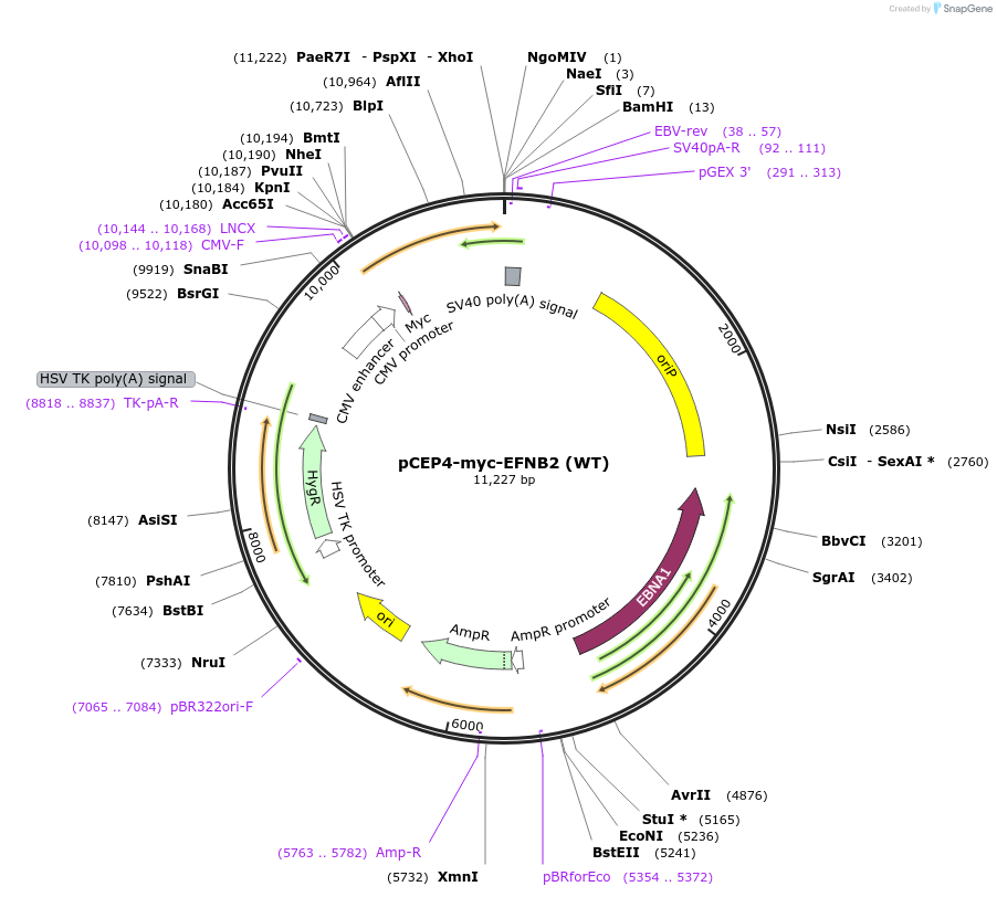 200975-plasmid-map-sequence-id-397639