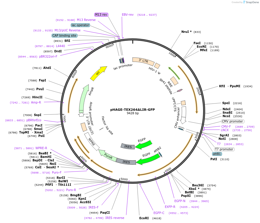 201926-plasmid-map-sequence-id-397640