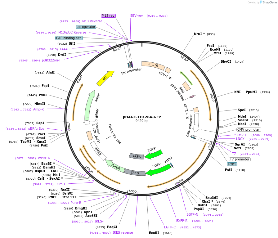 201925-plasmid-map-sequence-id-397642