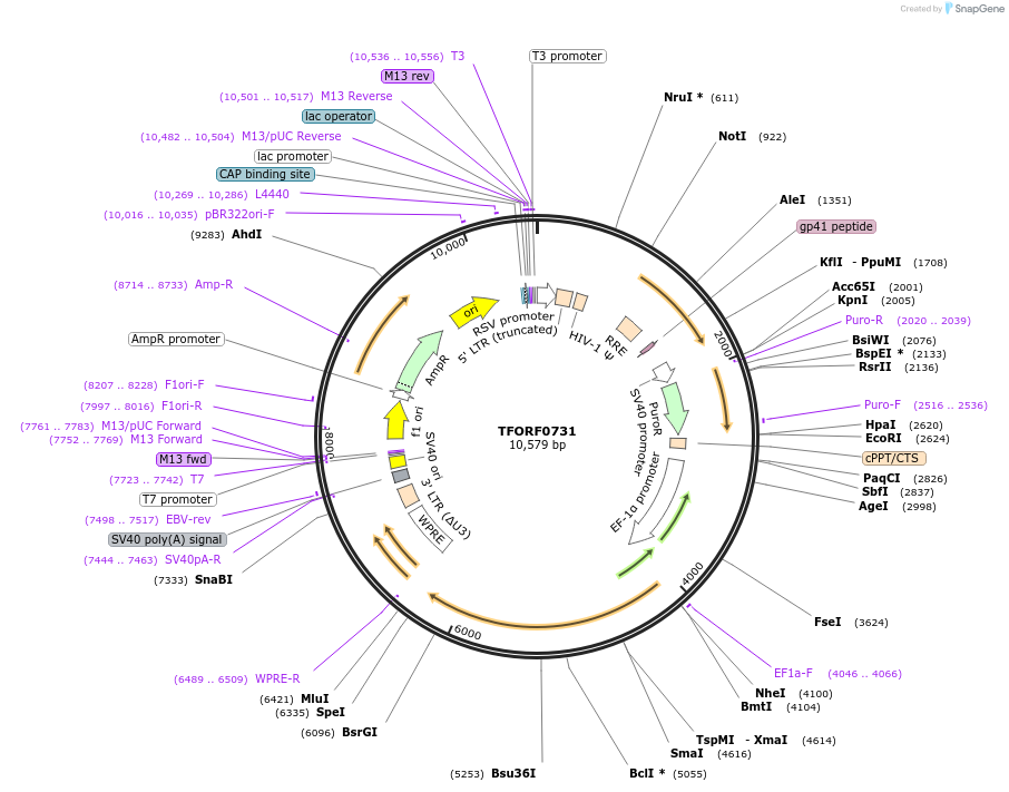 142201-plasmid-map-sequence-id-397649