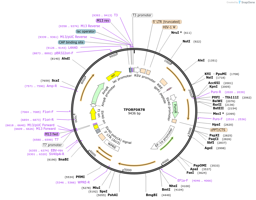 142231-plasmid-map-sequence-id-397652
