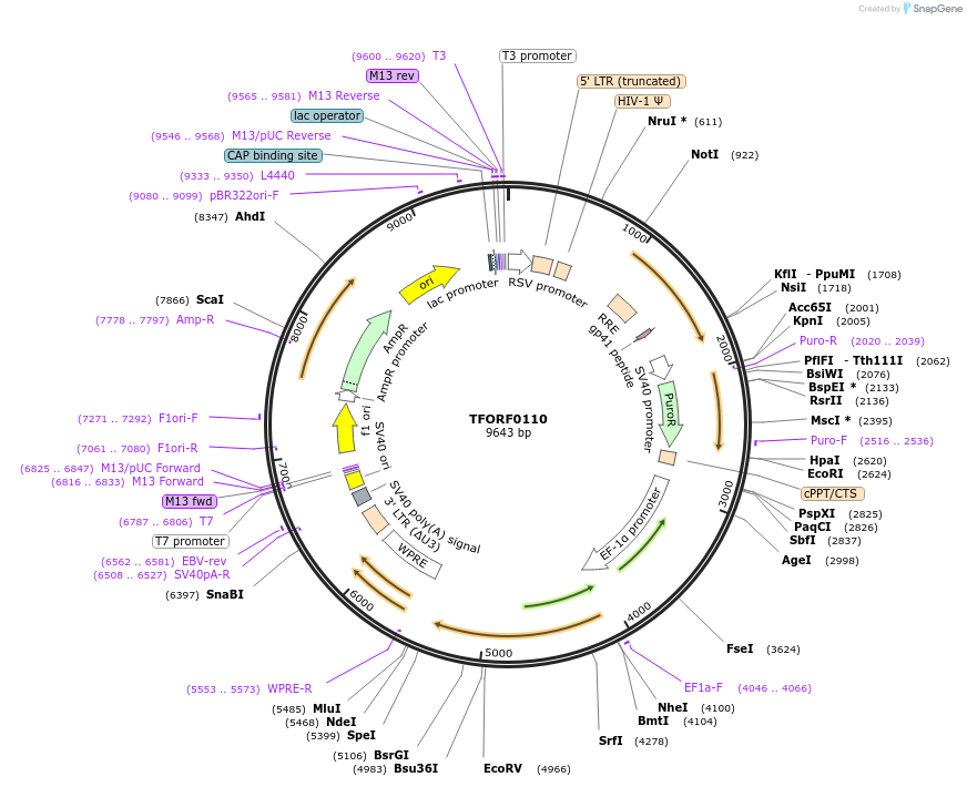 142146-plasmid-map-sequence-id-397653