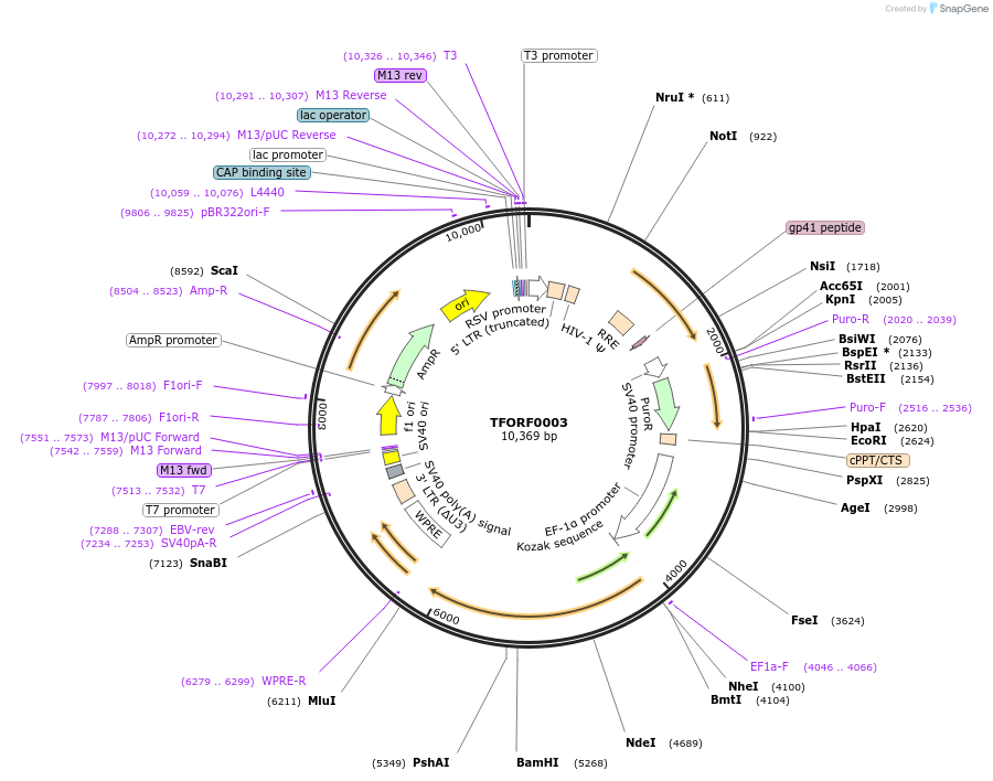 142141-plasmid-map-sequence-id-397655