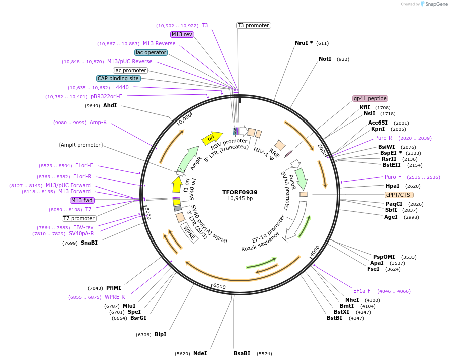 142212-plasmid-map-sequence-id-397657