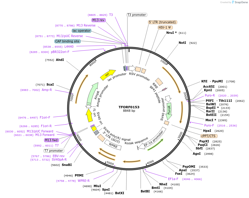 142152-plasmid-map-sequence-id-397660