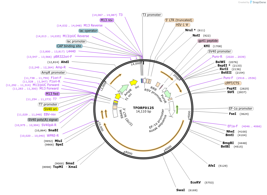 142147-plasmid-map-sequence-id-397661