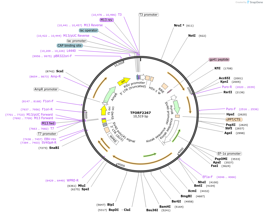 142189-plasmid-map-sequence-id-397664