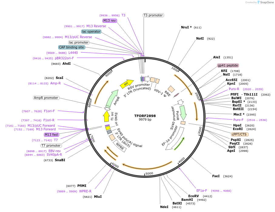 142171-plasmid-map-sequence-id-397665