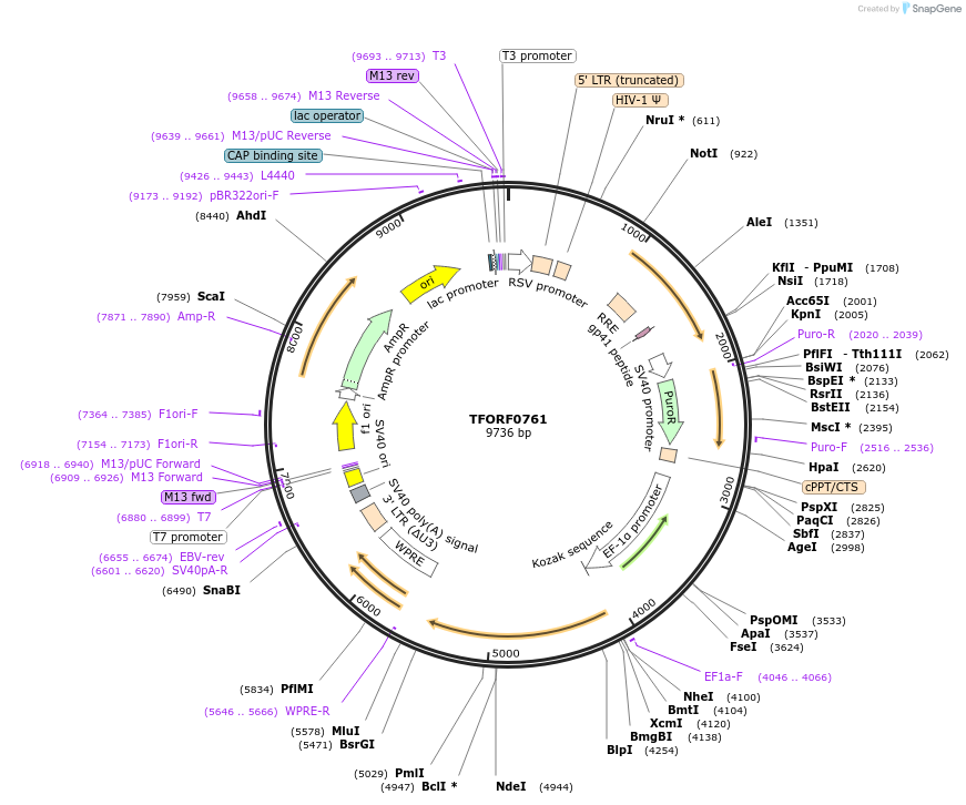 142194-plasmid-map-sequence-id-397666