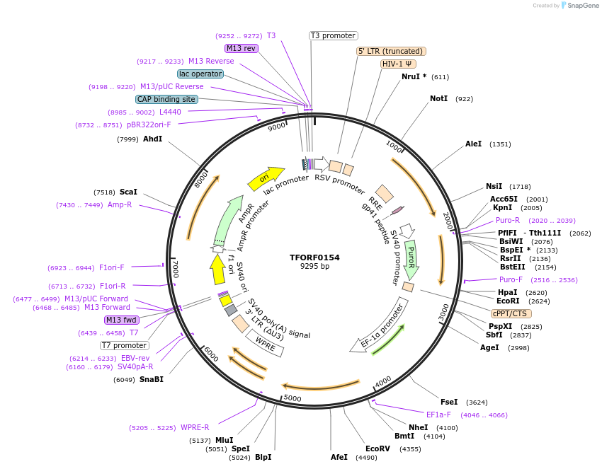 142153-plasmid-map-sequence-id-397670