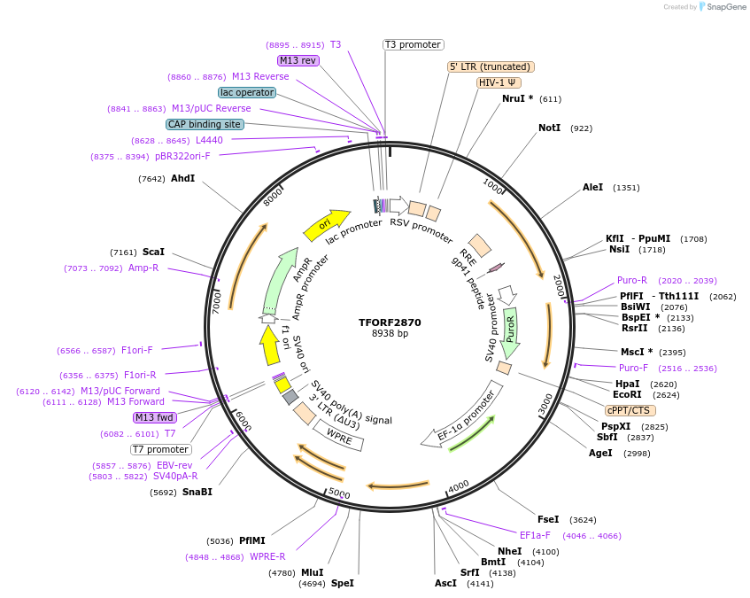 142165-plasmid-map-sequence-id-397671
