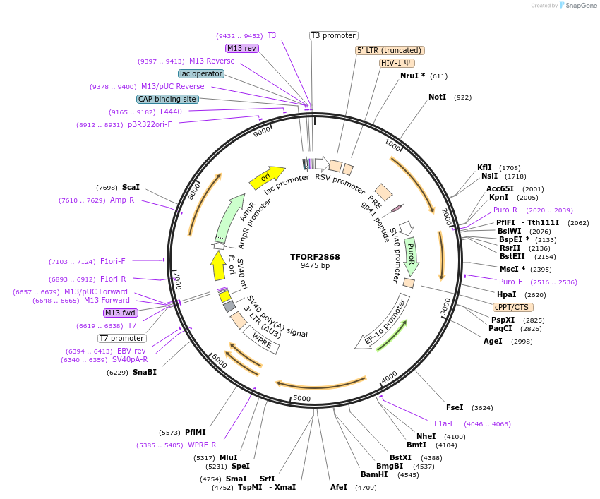 142164-plasmid-map-sequence-id-397676
