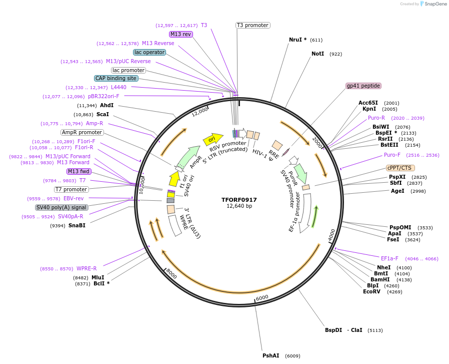 142198-plasmid-map-sequence-id-397681