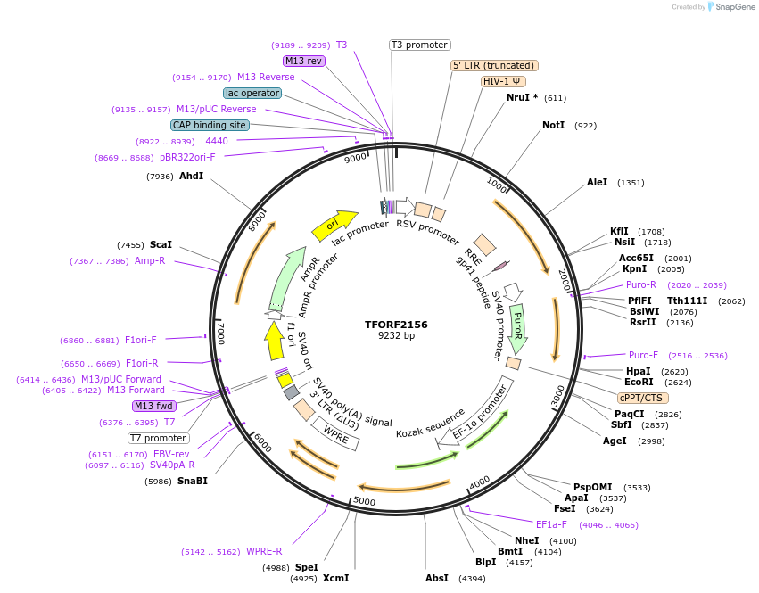 142179-plasmid-map-sequence-id-397685