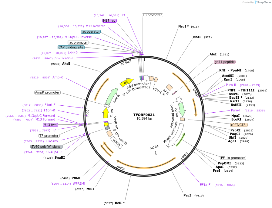 142208-plasmid-map-sequence-id-397699