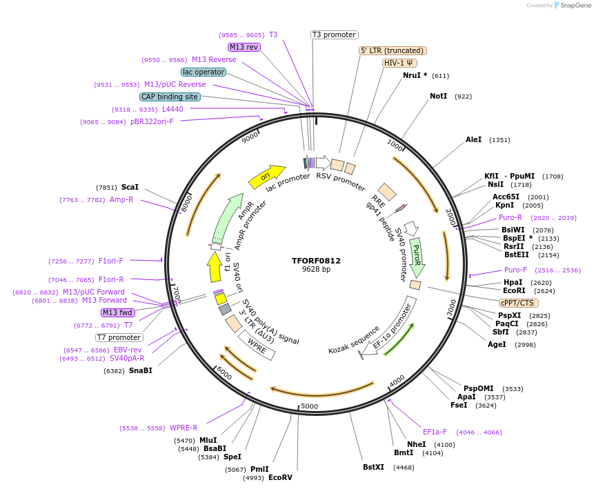 142228-plasmid-map-sequence-id-397705