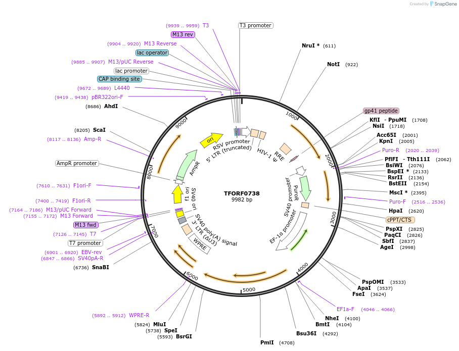 142202-plasmid-map-sequence-id-397708