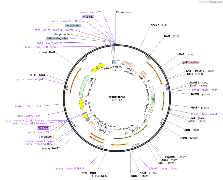 142216-plasmid-map-sequence-id-397715