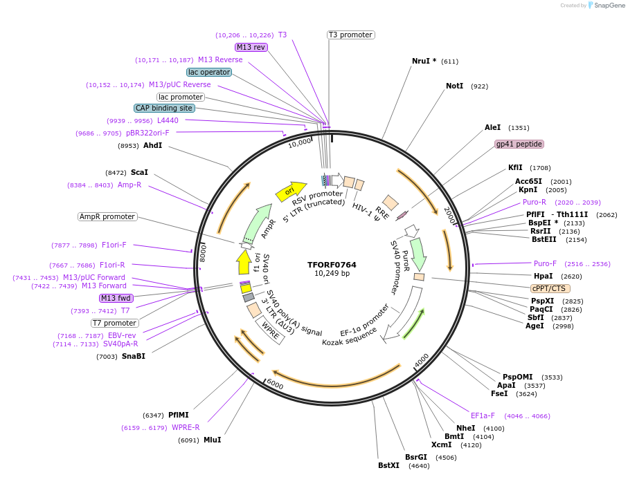 142203-plasmid-map-sequence-id-397716