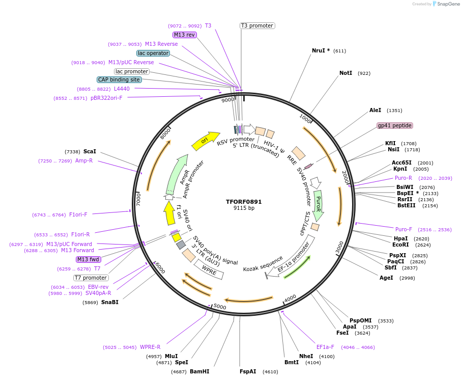 142211-plasmid-map-sequence-id-397720