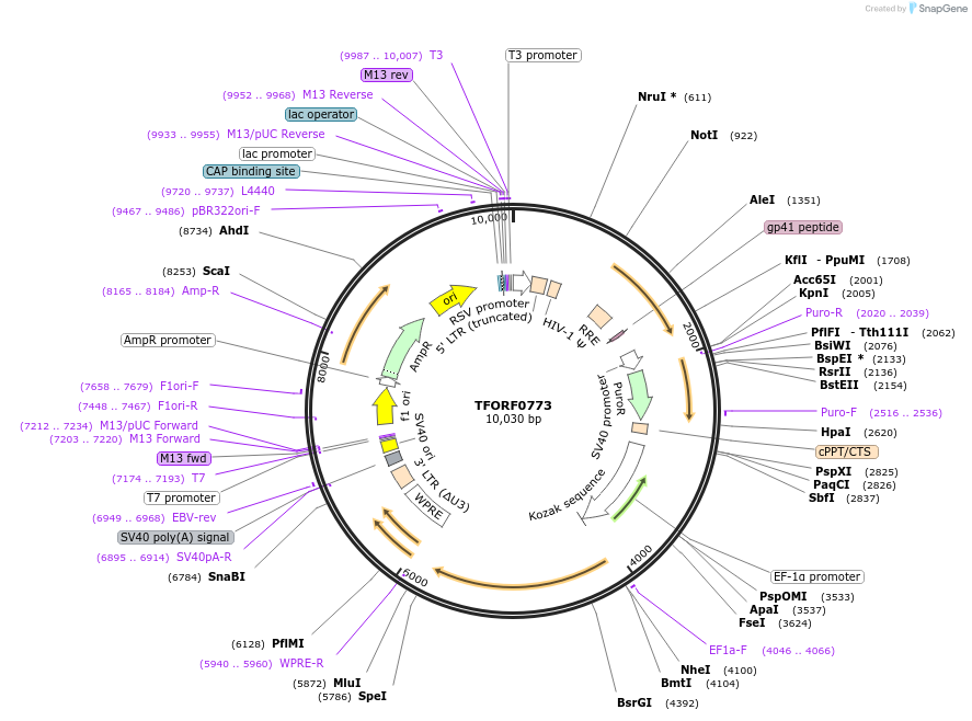 142687-plasmid-map-sequence-id-397727