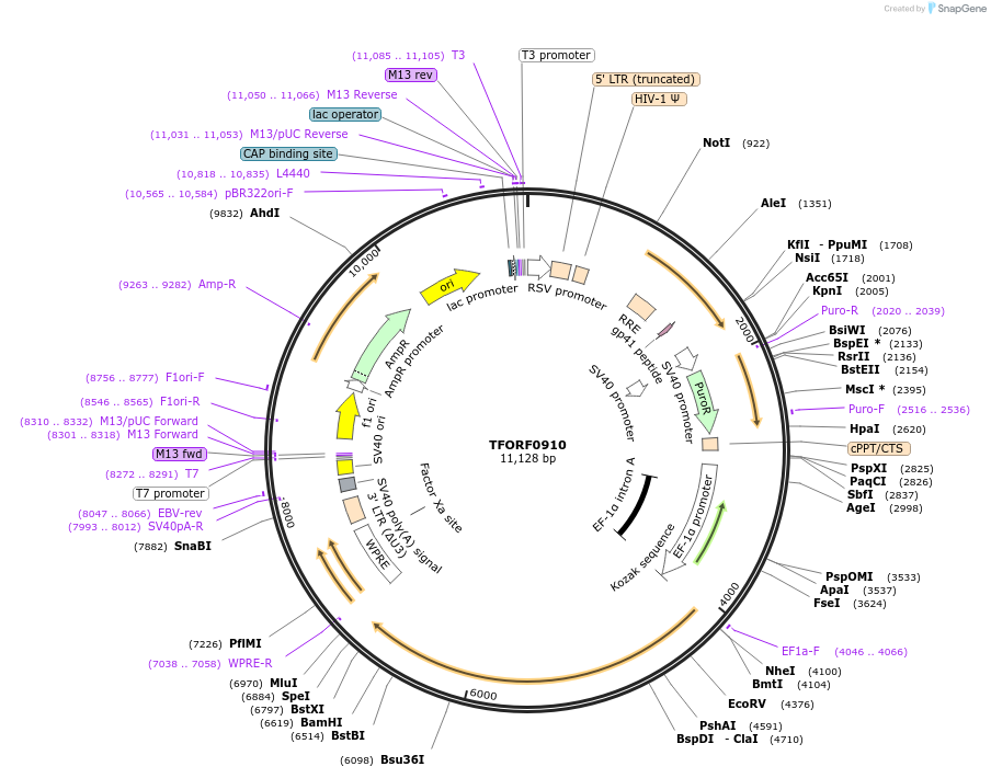 142710-plasmid-map-sequence-id-397728