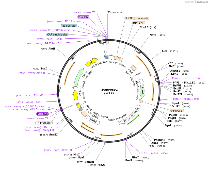142705-plasmid-map-sequence-id-397729