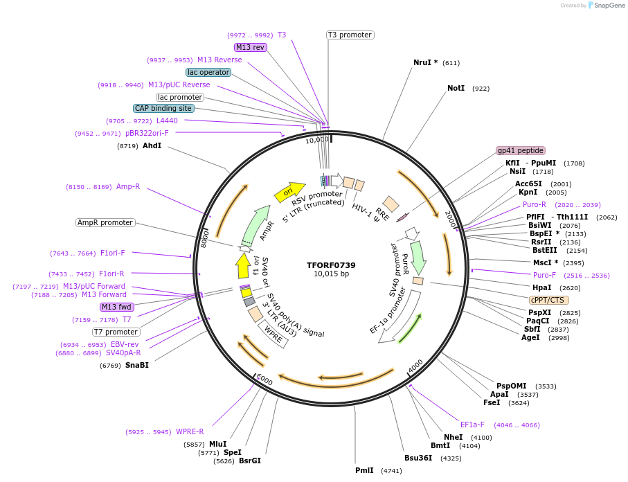 142681-plasmid-map-sequence-id-397732