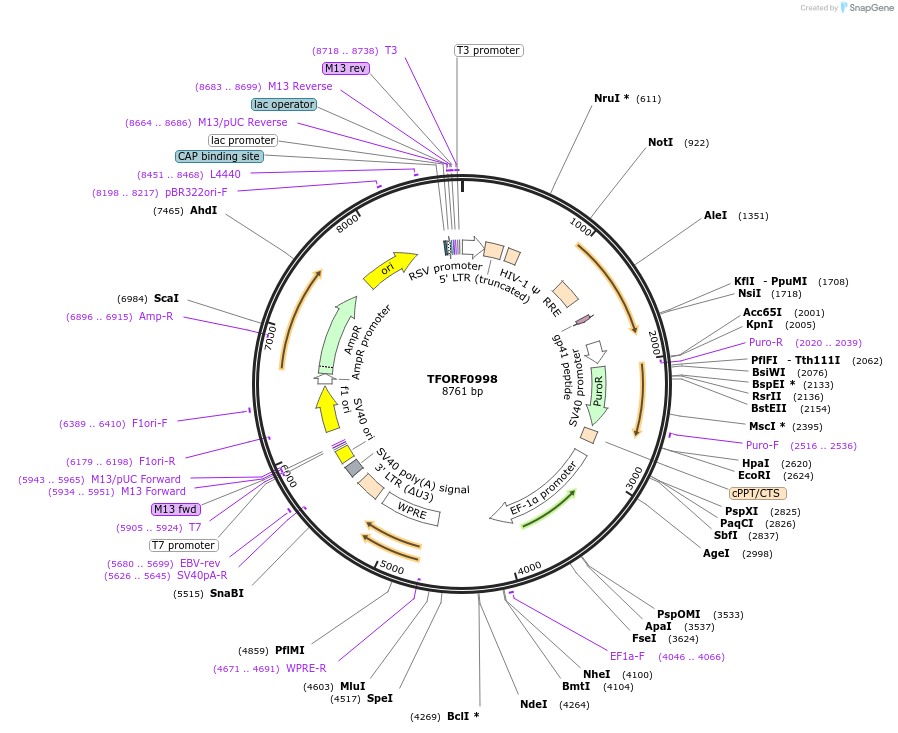 142716-plasmid-map-sequence-id-397734