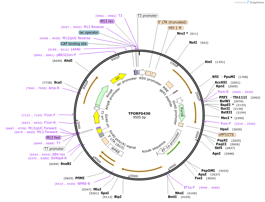 142621-plasmid-map-sequence-id-397736