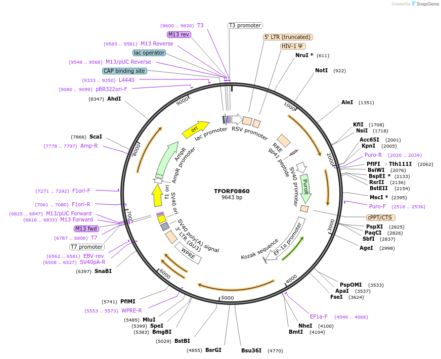 142699-plasmid-map-sequence-id-397737